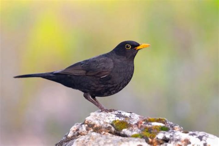 Do blackbirds attack humans