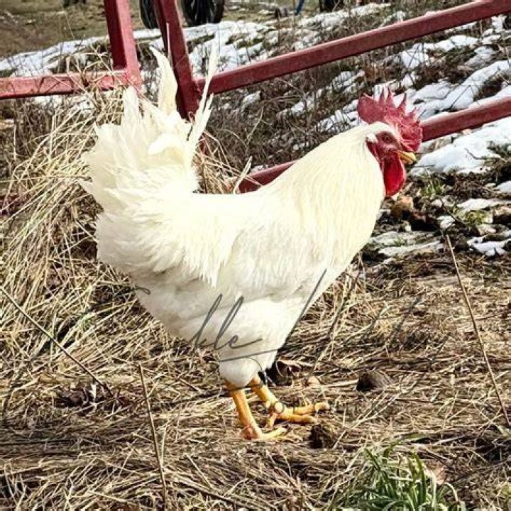 Do Buckeye chickens eat mice