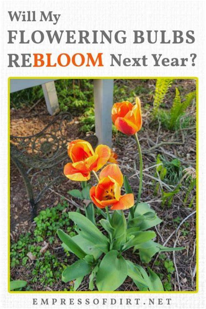 Do bulbs come back each year