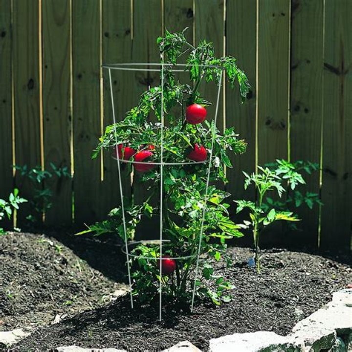 Do bush tomatoes need cages