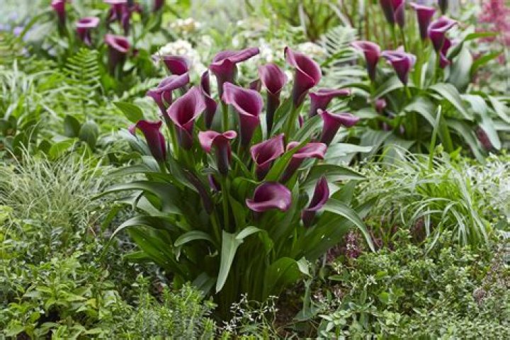 Do calla lilies have an odor