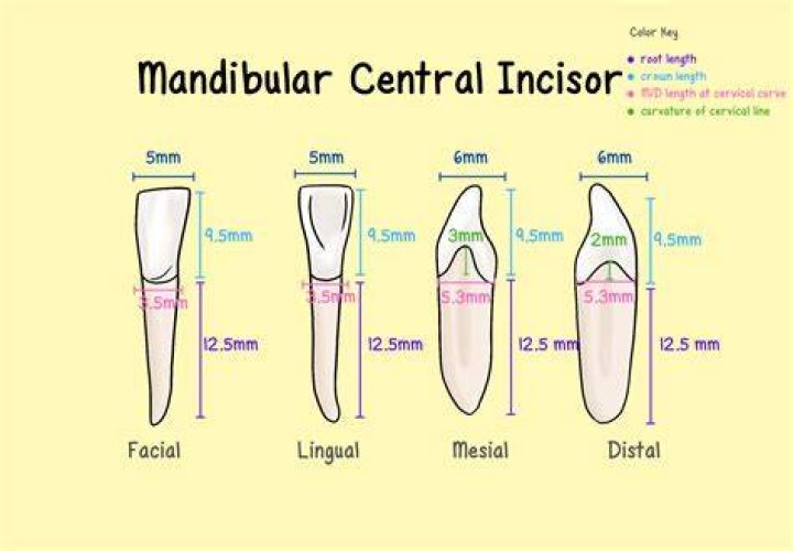 Do Canines have incisal edge