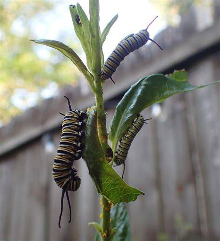 Do caterpillars eat lavender