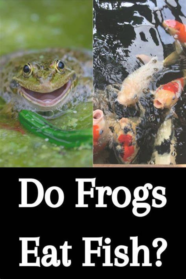 Do catfish eat frogs