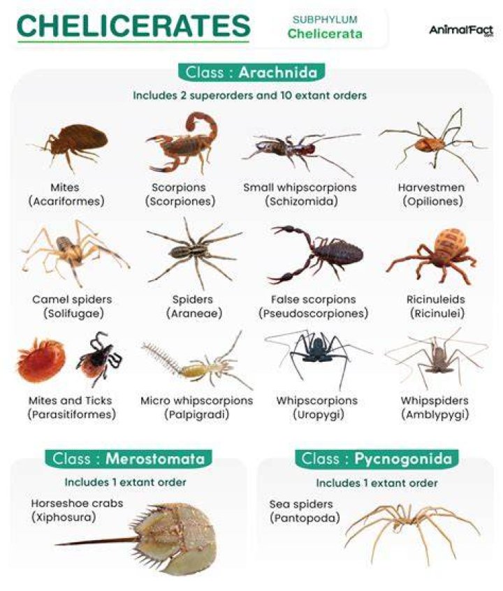 Do Chelicerates have 8 legs
