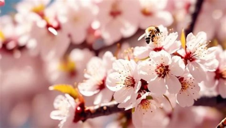 Do cherry trees attract bees