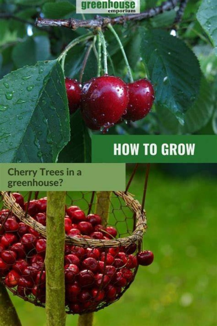 Do cherry trees grow in Iowa