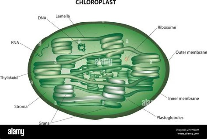 Do chloroplasts have enzymes