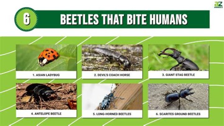 Do click beetles bite humans
