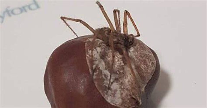 Do conkers keep away spiders
