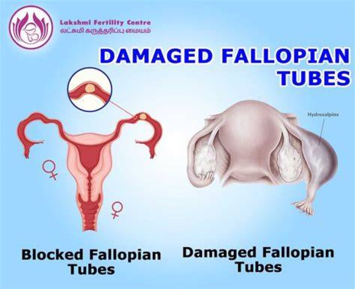 Do cows have fallopian tubes