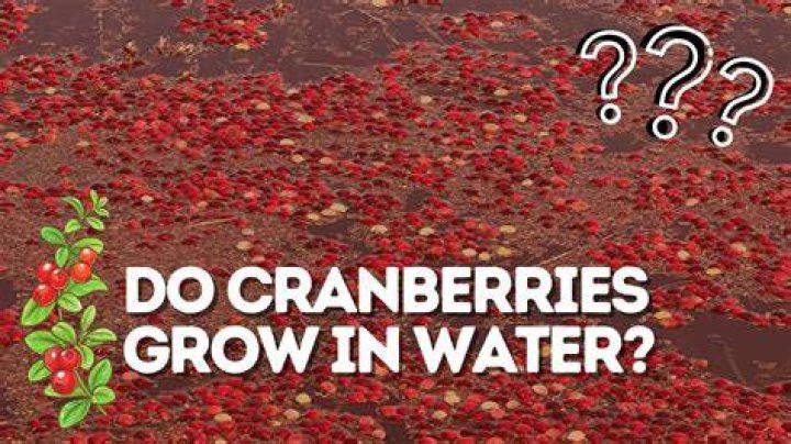 Do cranberries grow on water