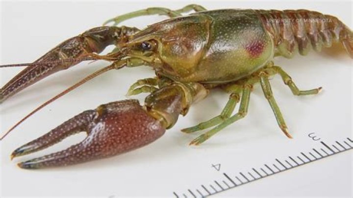 Do crayfish have nerve cords