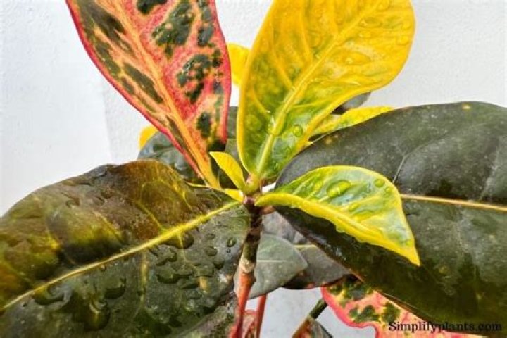 Do Crotons like to be misted
