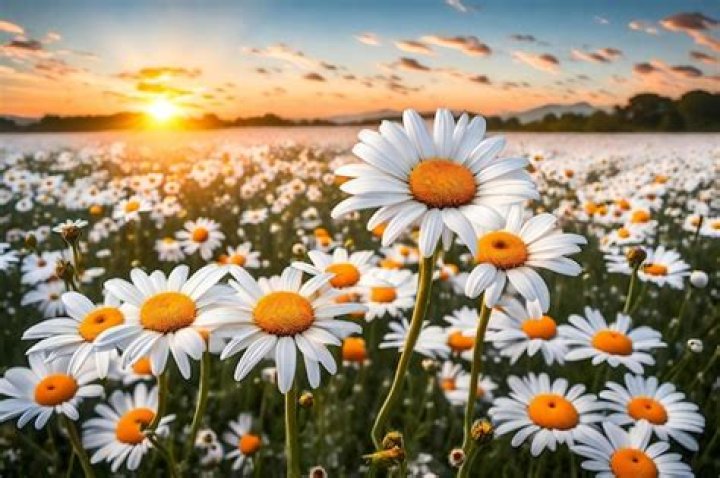 Do daisies flower in winter