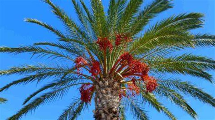 Do dates grow on palm trees