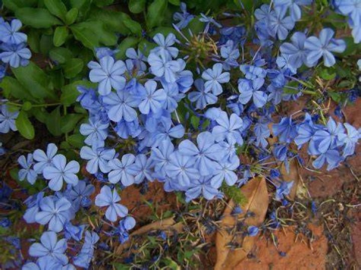 Do deer eat plumbago plants