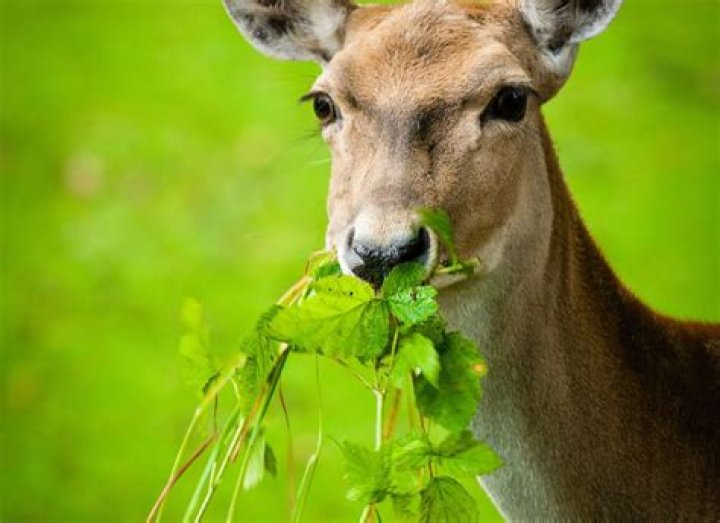 Do deer eat Speedwell plants
