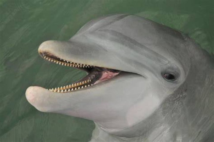 Do dolphins lose their teeth