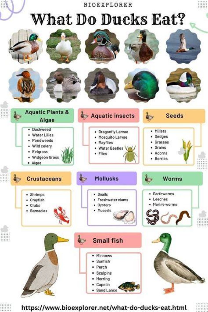 Do ducks need to be dewormed