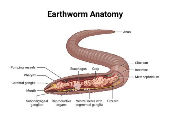 Do earthworms have a purpose