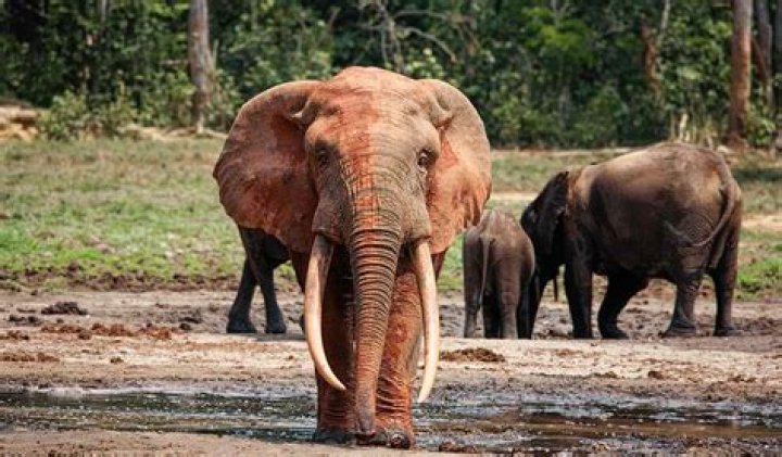Do elephants go in the ocean