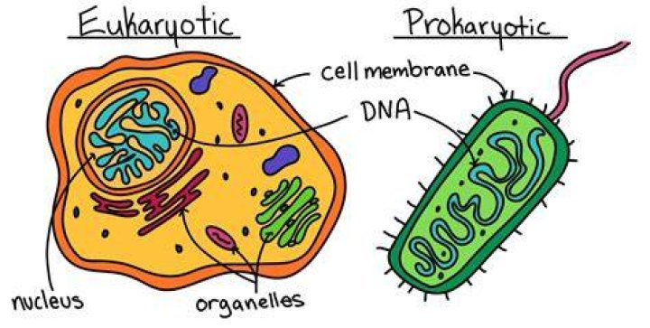 Do eukaryotic cells have DNA