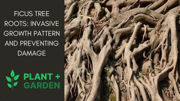 Do ficus have invasive roots