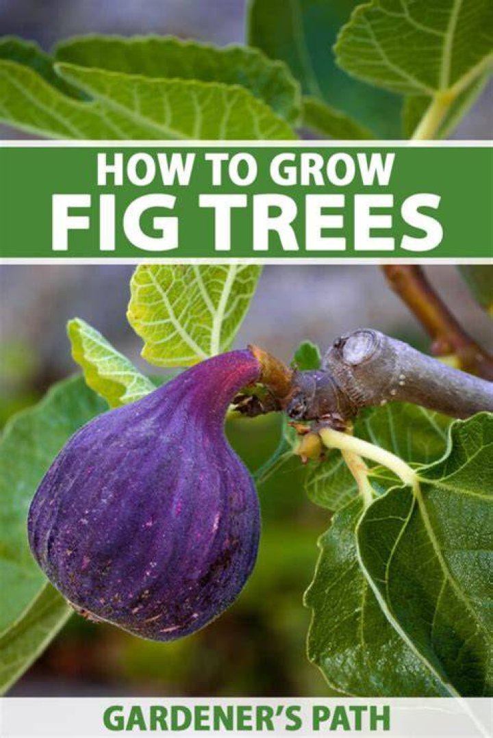 Do fig trees have large roots