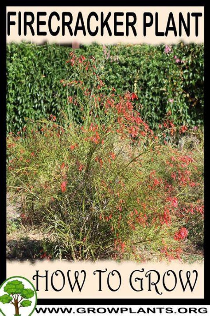 Do firecracker plants spread