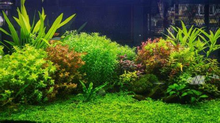 Do fish like aquarium plants