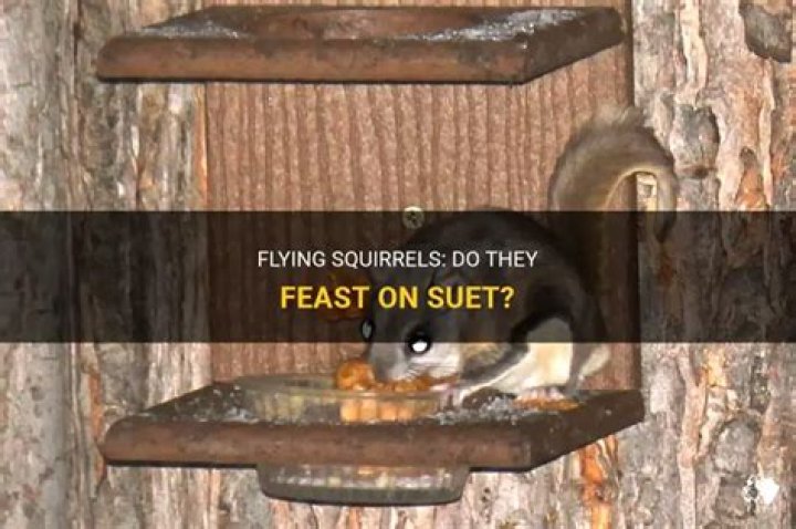 Do flying squirrels eat suet