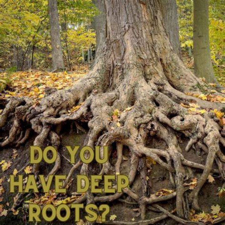 Do forsythia have deep roots