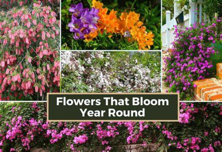 Do freesias bloom every year