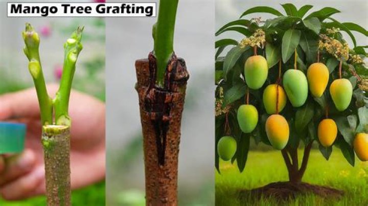 Do grafted plants share DNA