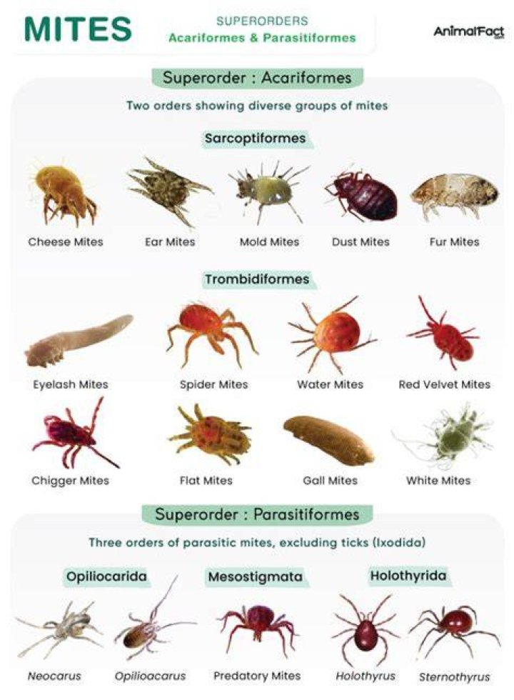 Do grain mites affect humans