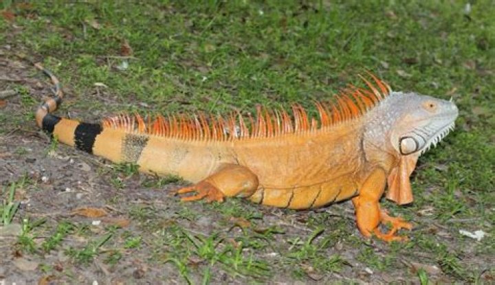 Do green iguanas turn orange