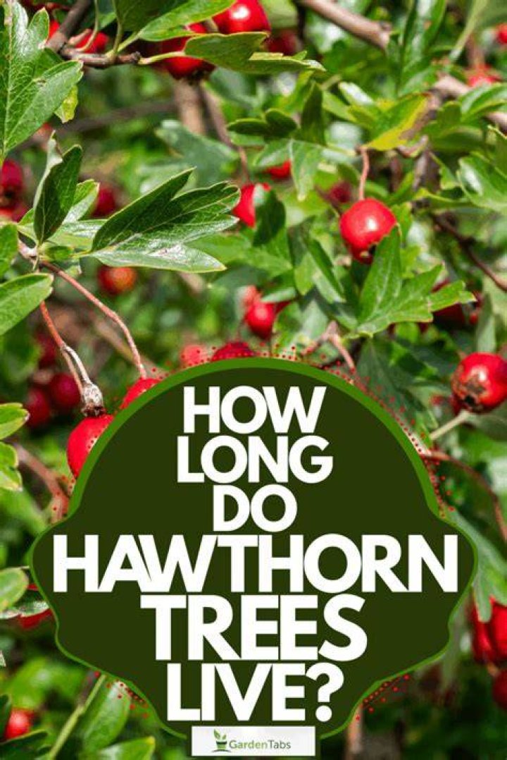 Do hawthorn trees have fruit