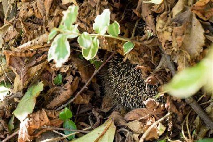 Do hedgehogs need to burrow