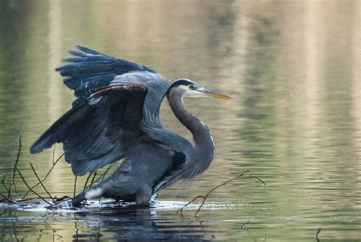 Do herons come out at night