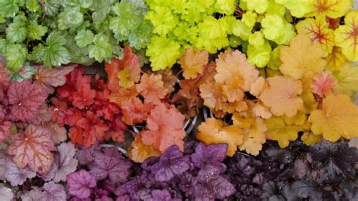Do heucheras do well in pots