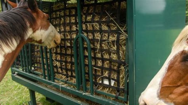 Do horses need a slow feeder