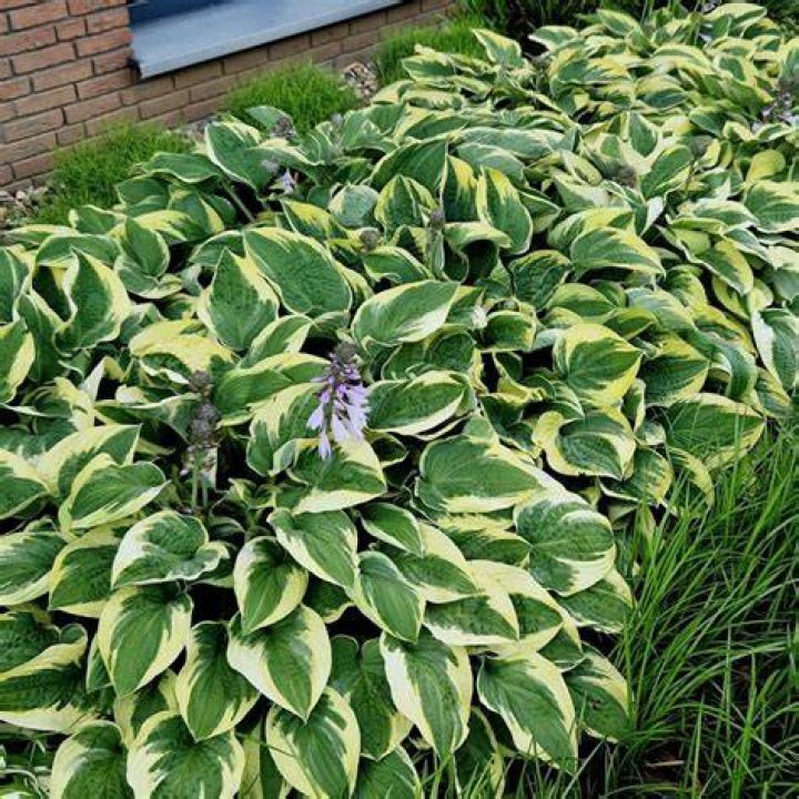 Do Hostas need to be divided