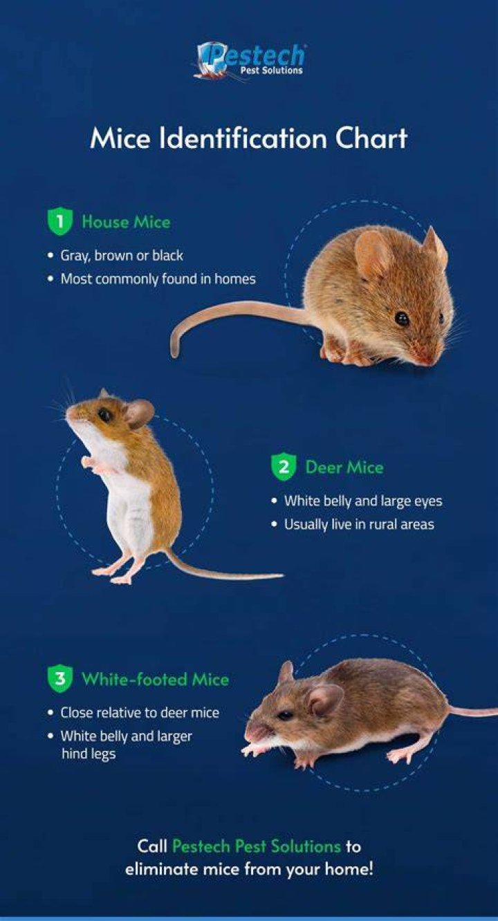 Do house mice come in groups
