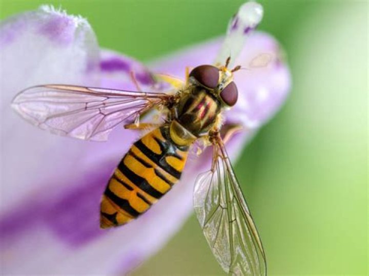 Do hoverflies have stingers