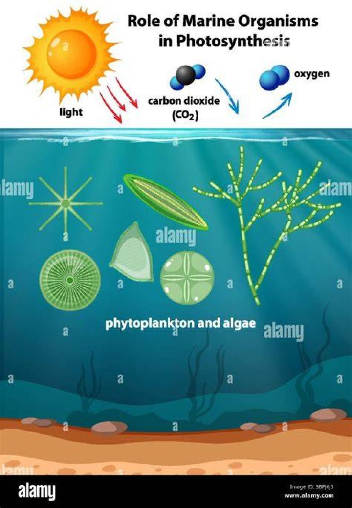 Do humans need phytoplankton