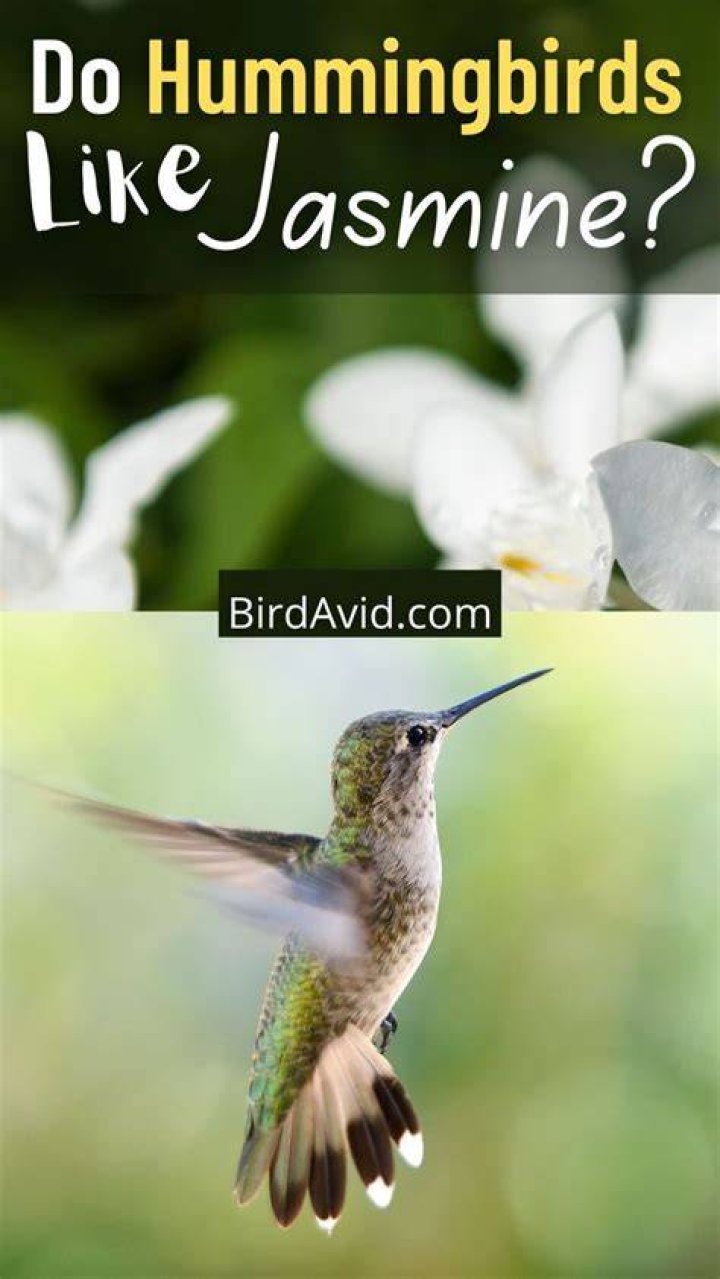 Do hummingbirds like Jasmine