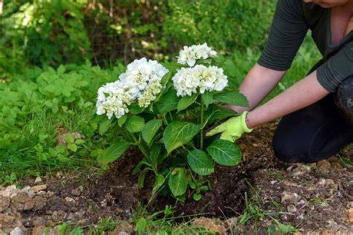 Do hydrangeas grow in Alaska