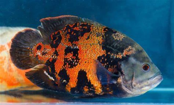 Do ice fish have clear blood