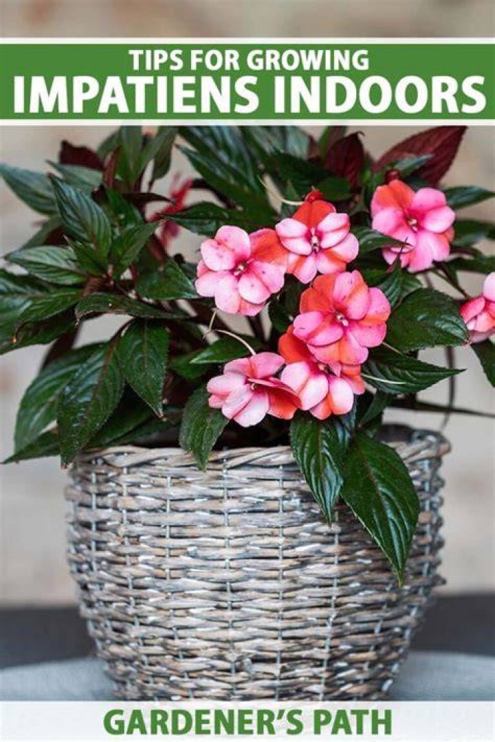 Do impatiens do well indoors